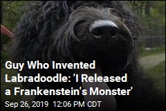Guy Who Invented Labradoodle Regrets It