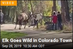 Elk Goes Wild in Colorado Park