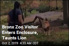 Visitor Climbs Inside Zoo Exhibit, Taunts Lion