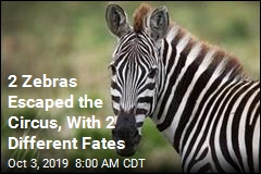 2 Zebras Escaped the Circus, With 2 Different Fates