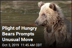 Plight of Hungry Bears Prompts Unusual Move
