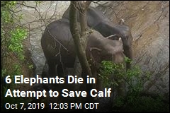 Elephant Calf Falls Over a Waterfall, Rescue Turns Tragic