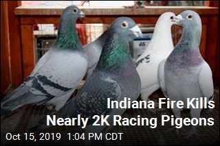 Nearly 2K Racing Pigeons Die in Loft Fire