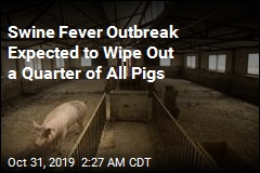 Scientists: Fever Outbreak Is Going to Kill 25% of All Pigs