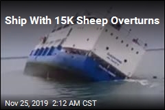 Ship With 15K Sheep Overturns