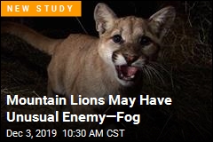 Mountain Lions May Have Unusual Enemy&mdash;Fog