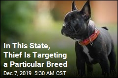 In This State, Thief Is Targeting a Particular Breed