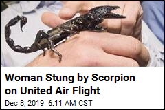 Woman Stung by Scorpion on United Air Flight