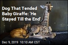 Abandoned Baby Giraffe Dies, BFF Right Next to Him