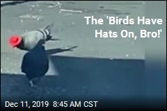 Vegas&#39; Latest Show: Pigeons in Cowboy Hats