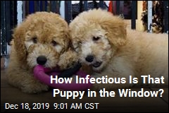 Infections in 13 States Tied to Pet Store Puppies