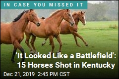 &#39;It Looked Like a Battlefield&#39;: 15 Horses Shot in Kentucky