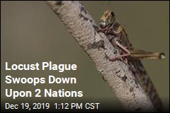Locust Plague Swoops Down Upon 2 Nations