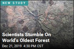 Scientists Stumble On World&#39;s Oldest Forest