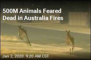 500M Animals Feared Dead in Australia Fires