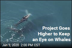 Project Goes Higher to Keep an Eye on Whales