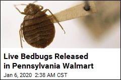 Live Bedbugs Released in Pennsylvania Walmart