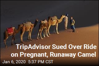 TripAdvisor Sued Over Ride on Pregnant, Runaway Camel