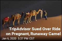 TripAdvisor Sued Over Ride on Pregnant, Runaway Camel