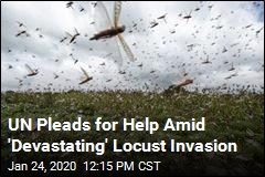 UN Pleads for Help Amid &#39;Devastating&#39; Locust Invasion