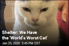 You Can Adopt the &#39;World&#39;s Worst Cat&#39;