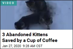 3 Abandoned Kittens Saved by a Cup of Coffee