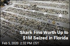 Shark Fins Worth Up to $1M Seized in Florida
