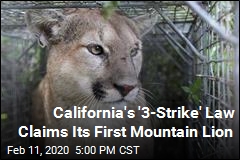 California&#39;s &#39;3-Strike&#39; Law Claims Its First Mountain Lion