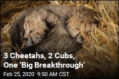 2 Cubs Represent &#39;Big Breakthrough&#39; for Cheetahs