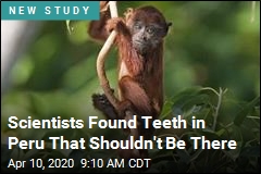 Old Monkey Teeth Suggest a Journey Over the Ocean