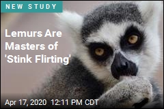 Sexy Male Lemurs Have Natural Perfume
