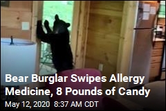 Bear Burglar Swipes Allergy Medicine, 8 Pounds of Candy