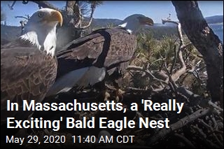 In Massachusetts, a &#39;Really Exciting&#39; Bald Eagle Nest