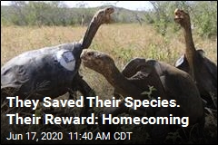 They Saved Their Species. Their Reward: Homecoming