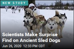 Humans and Sled Dogs: a 10,000-Year History