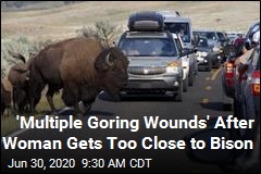 Woman Gave the Bison 10 Feet. It Wasn&#39;t Enough