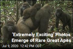 Rarest Great Ape Caught on Camera, With Youngsters