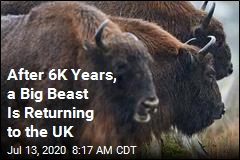 After 6K Years, a Big Beast Is Returning to the UK