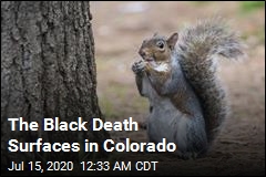 Colorado Squirrel Tests Positive for Plague