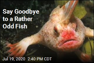 Say Goodbye to a Rather Odd Fish