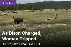 As Bison Charged, Woman Tripped