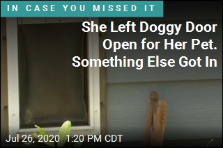 She Left Doggy Door Open for Her Pet. Something Else Got In