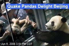 Quake Pandas Delight Beijing