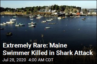 Extremely Rare: Maine Swimmer Killed in Shark Attack