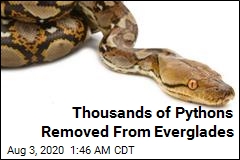 Thousands of Pythons Removed From Everglades