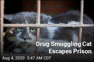 Drug Smuggling Cat Escapes Detainment