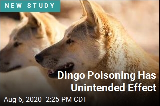 Dingo Poisoning Has Unintended Effect