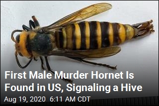 First Male Murder Hornet Is Found in US, Signaling a Hive