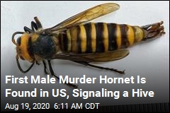 First Male Murder Hornet Is Found in US, Signaling a Hive