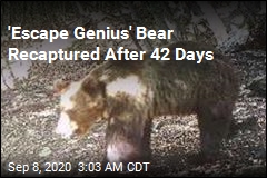&#39;Europe&#39;s Most Wanted Bear&#39; Recaptured